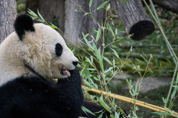 Fototapeta premium Panda taking a bite out of a bamboo branch