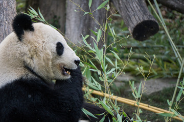 Fototapeta premium Panda taking a bite out of a bamboo branch