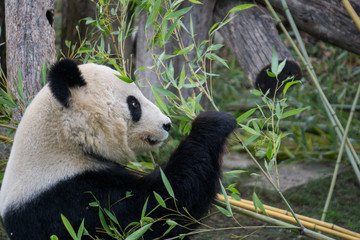 Obraz premium Giant panda inspecting food before eating it
