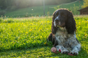 Dog is lying on the fresh grass, keeping toy, waiting for someone to play. Backlight picture. Meadow.