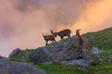 Obraz premium Ibex , Range of Mont-Blanc , French Alps