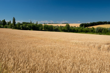 Wheat field ripening ears against the blue sky,