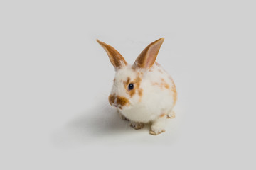 Easter bunny rabbit on a white background