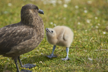 Adult Falkland Skua (Catharacta antarctica) with chick in a meadow on Bleaker Island in the Falkland Islands.