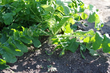 土から出た大根