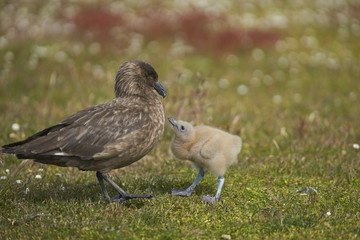 Adult Falkland Skua (Catharacta antarctica) with chick in a meadow on Bleaker Island in the Falkland Islands.