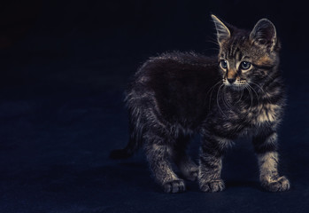 the emotional picture of a kitten on a dark grey background