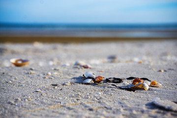 Muscheln am Strand