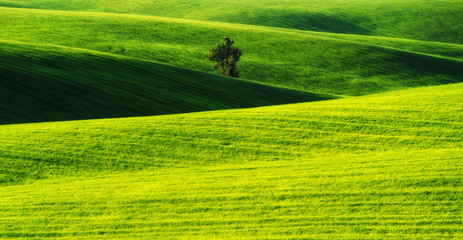 Obraz premium hilly field. spring morning. a beautiful sunrise in the field