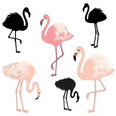 Obraz premium Cute flamingo birds