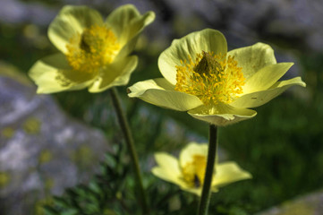 yellow flower