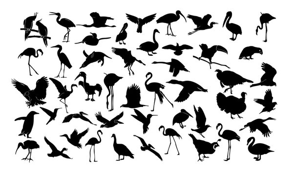 a collection of silhouettes of birds