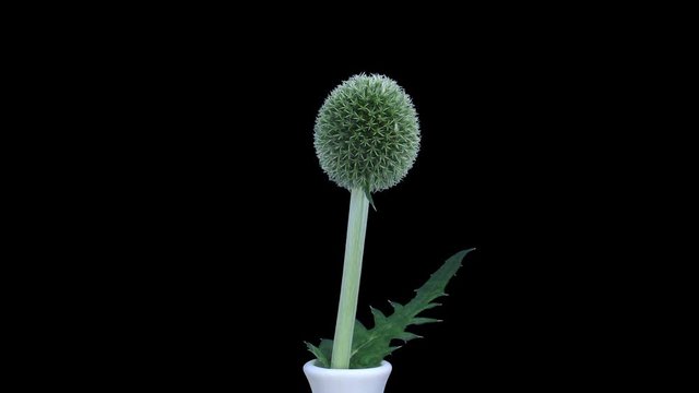 Time-lapse of growing weed blossom 1x1 in PNG+ format with ALPHA transparency channel isolated on black background
