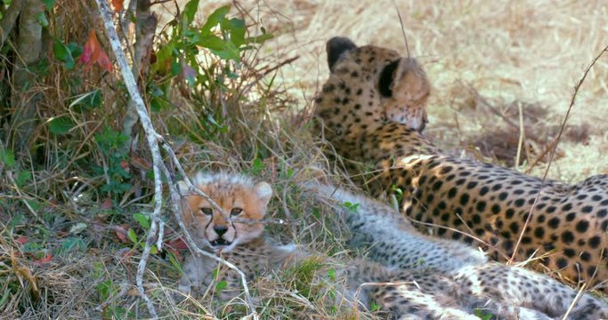 Female Cheetah & Cub Relaxing; Maasai Mara 5th Sept 16; Maasai Mara, Kenya, Africa