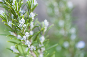 Blooming rosemary with blurred background