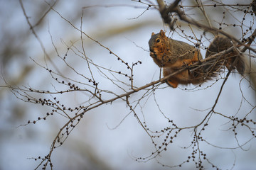 Squirrel