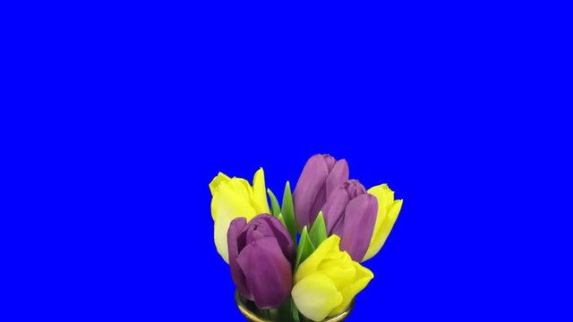 Time-lapse of opening purple-yellow tulips bouquet 1a in PNG+ format with ALPHA transparency channel isolated on blue chroma keyed background
