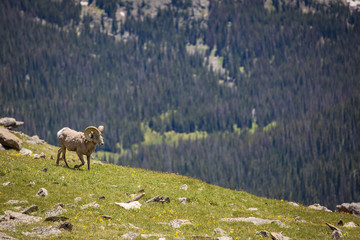 Bighorn Sheep