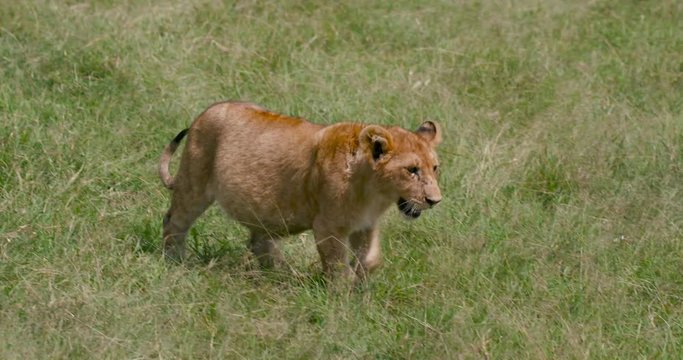 Lion & Cubs Walking; Maasai Mara Day 2; Maasai Mara, Kenya, Africa