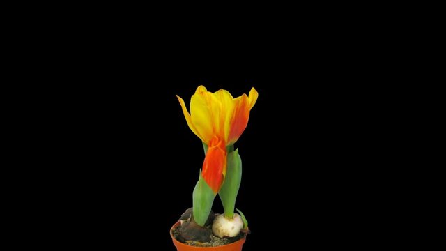 Time-lapse Of Opening Orange Flair Tulip 1x1 In PNG+ Format With ALPHA Transparency Channel Isolated On Black Background
