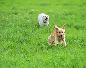 dogs running in green countryside