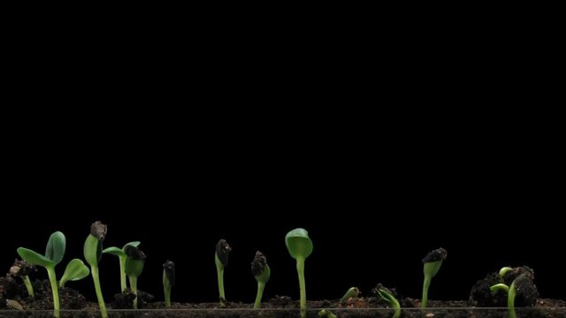 Time-lapse of germinating sunflower seeds in a soil 6a1 in PNG+ format with ALPHA transparency channel isolated on black background
