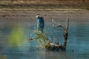 Great Blue Heron on stump