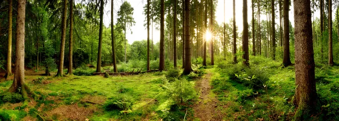 Fotobehang Sunrise in a beautiful forest in Germany © Günter Albers