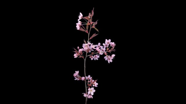 Time-lapse of opening pink sakura blossoms 5a1 in PNG+ format with ALPHA transparency channel isolated on black background
