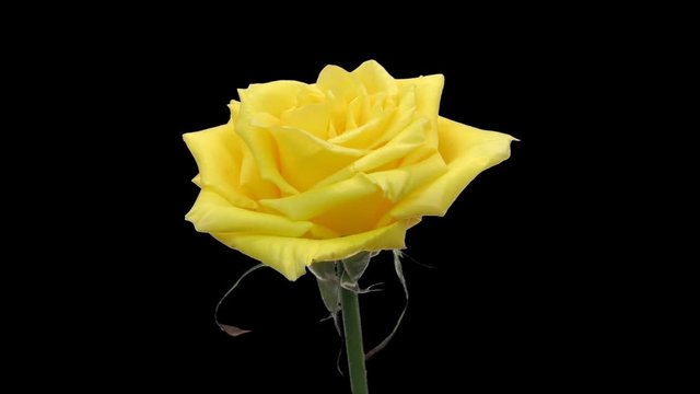 Time-lapse of opening yellow rose 1x3 in RGB + ALPHA matte format isolated on black background
