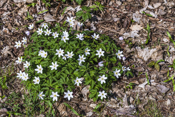 flowers with white blossoms in the meadow