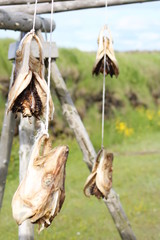 Hanging Fish Heads Closeup