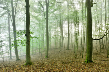 Unberührter Nebliger Buchenwald, Müritz Nationalpark