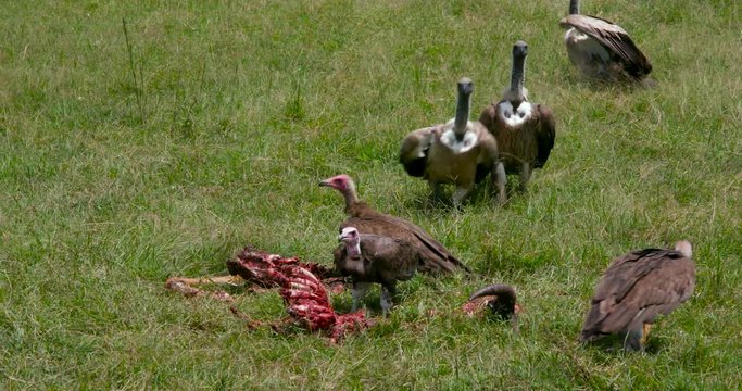 Lappet-Faced & Ruppell'S Vultures At Kill