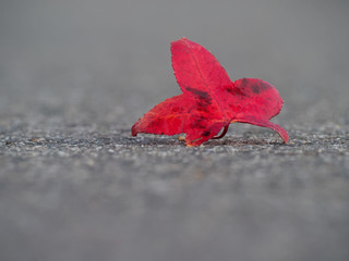 red autumn leaf lying on the street