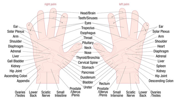 Hand reflexology zone massage chart with areas and names of the corresponding internal organs and body parts - skin color - vector illustration on white background.