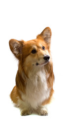 corgi fluffy portrait