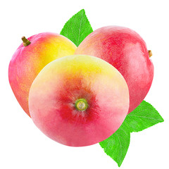  Three whole mango fruit isolated