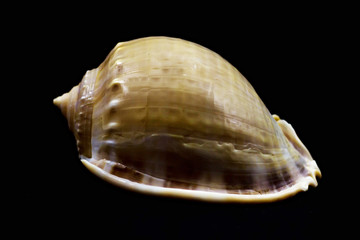 Sea shell of light shade on a black background.