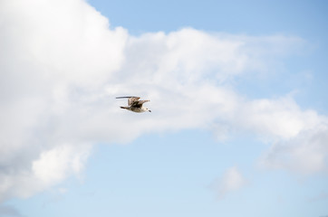 Seagull isolated flying on blue sky