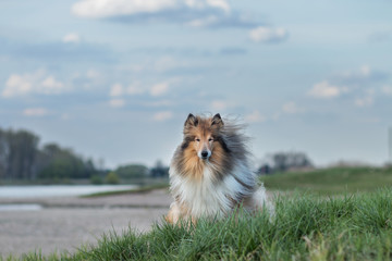 Collie auf den Rheinwiesen