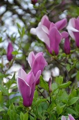 Fototapeta premium Magnolie