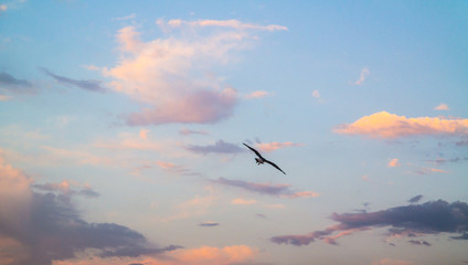 Flying seagull from the back in a colored cloudy sky