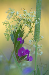 Letnia bombonierka © Tomek Kiecana