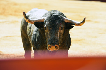toro en españa