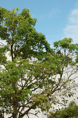 Venezuelan tropical flowers