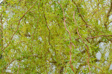 willow