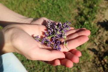 Hands Holding lavender