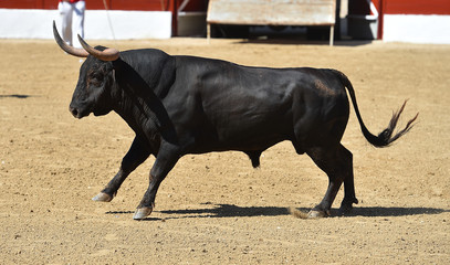 toro en españa
