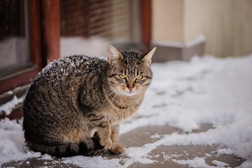 cranky serious angry looking cat outdoor in a freezing snow animal left outdoors, outside in freezing cold winter weather 